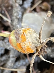 Phragmidium rosae-multiflorae