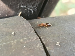 Crematogaster matsumurai