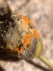 Phragmidium rosae-multiflorae