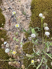 Brachyscome lineariloba