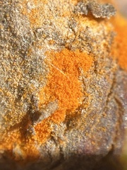 Phragmidium rosae-multiflorae