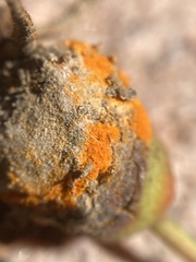 Phragmidium rosae-multiflorae