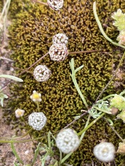 Brachyscome lineariloba