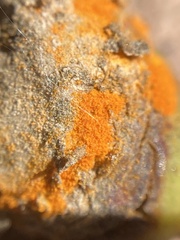 Phragmidium rosae-multiflorae