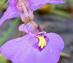 Utricularia barkeri