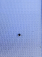 Harmochirus brachiatus