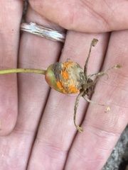 Phragmidium rosae-multiflorae