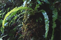 Nephrolepis rivularis