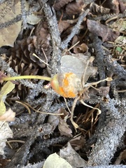 Phragmidium rosae-multiflorae