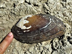 Uniomerus tetralasmus