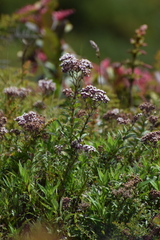 Ageratina anisochroma