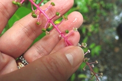 Phytolacca rivinoides