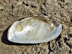 Uniomerus tetralasmus