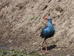 Porphyrio poliocephalus