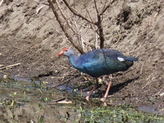 Porphyrio poliocephalus