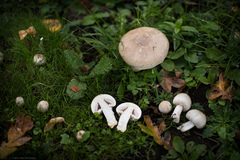 Agaricus xanthodermus