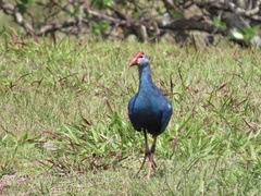 Porphyrio poliocephalus