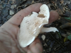 Clitopilus
