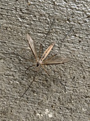 Tipula paludosa