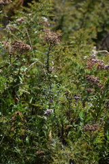 Ageratina anisochroma