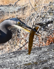 Apodichthys flavidus