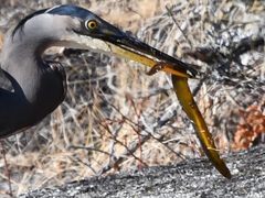 Apodichthys flavidus