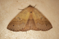 Ophyx ochroptera