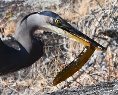 Apodichthys flavidus