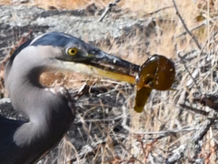 Apodichthys flavidus