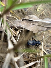 Pseudoxycheila tarsalis