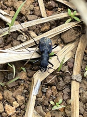 Pseudoxycheila tarsalis