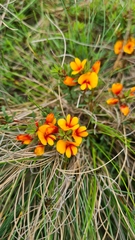 Pultenaea scabra
