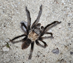 Theraphosinae