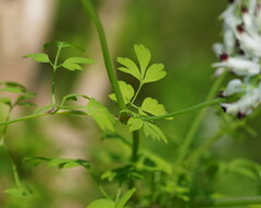 Fumaria capreolata