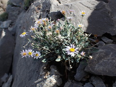 Erigeron cavernensis