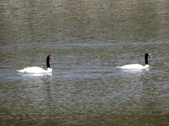 Cygnus melancoryphus