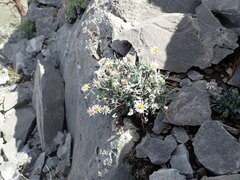 Erigeron cavernensis