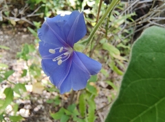 Jacquemontia abutiloides