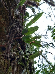 Microgramma squamulosa