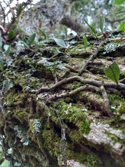 Microgramma squamulosa