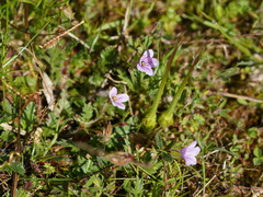 Erodium botrys