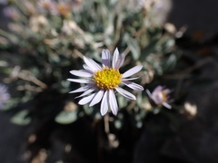 Erigeron cavernensis