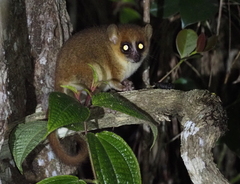 Microcebus lehilahytsara