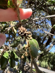 Callirhytis serricornis