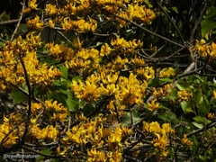 Erythrina poeppigiana