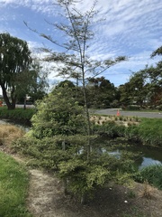 Nothofagus cliffortioides
