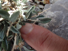 Erigeron cavernensis