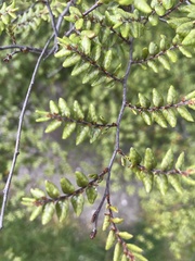 Nothofagus cliffortioides
