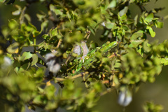 Bootettix argentatus