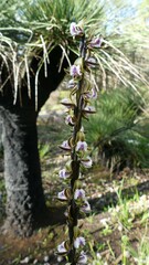 Prasophyllum fimbria